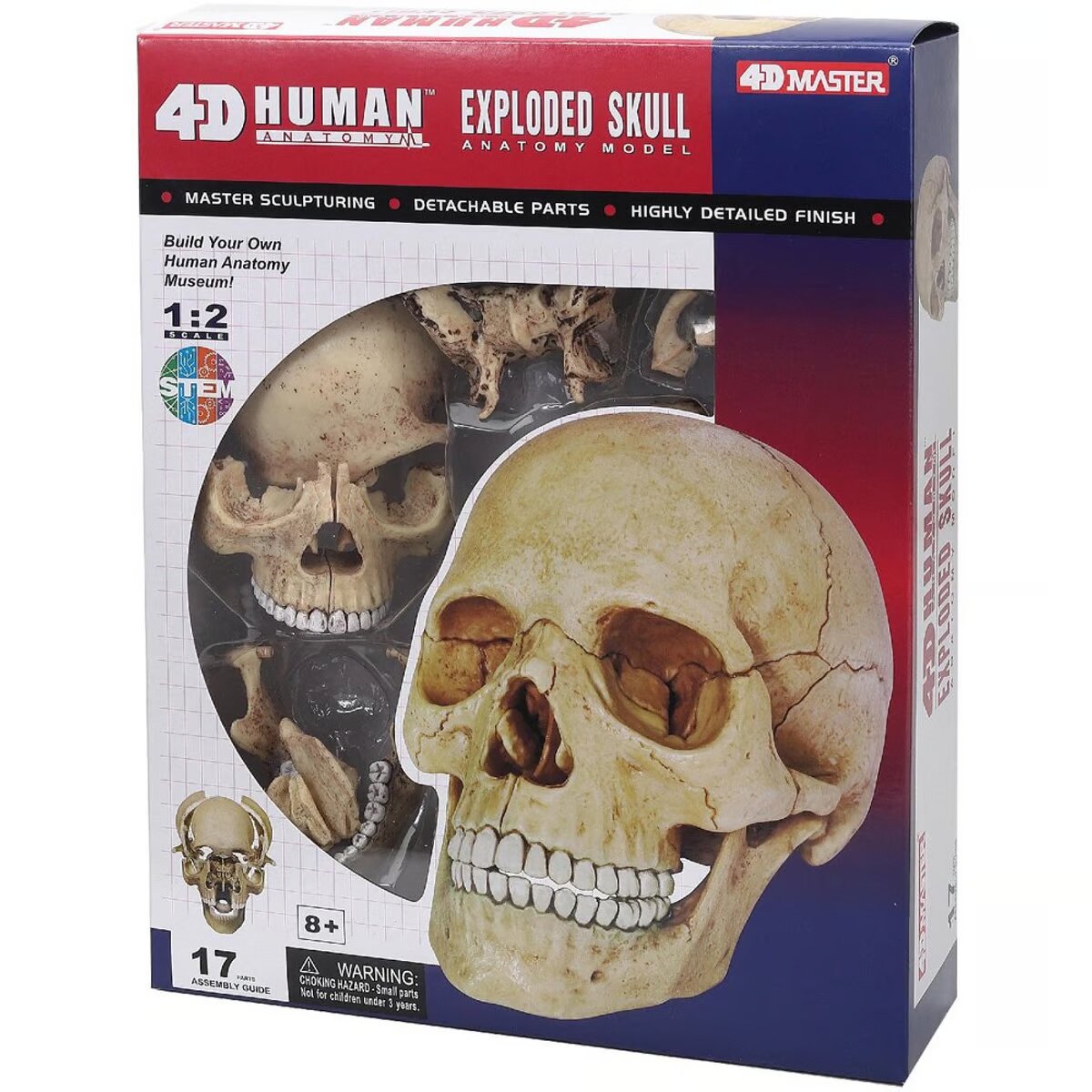 HUMAN ANATOMY SKULL MODEL